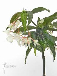Araflora Exotic Flora More Begonia X Tamaya Big White Flowers