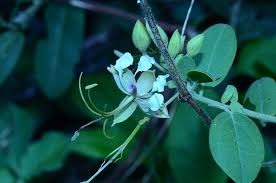 Image result for Cadaba