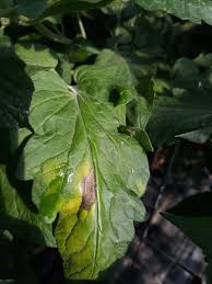 Image result for tomato seedling early blight