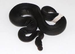 The Clockwork Serpent Fuckyeah Snakes Panda Pied Ball Python Source Pet Snake Ball Python Cute Snake