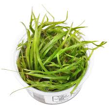 Image result for Blyxa