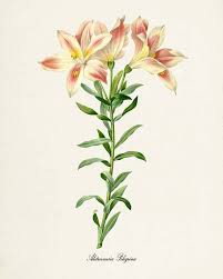 Lily Of The Incas Flower Art Print Lily Art Print Botanical Etsy Flower Prints Art Flower Art Flower Wall Art