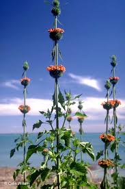 Image result for Leonotis nepetifolia