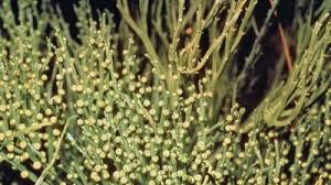 Image result for Psilotum nudum