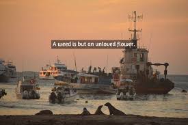 A bold new series for a bold new generation. Best Weeds Quotes Readershook