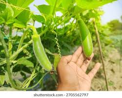 Image result for Lagenaria