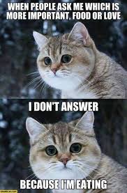 23 Funny Memes Animals Kittens Thug Life Meme Funny Animal Memes Funny Cat Videos Funny Animals