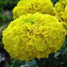 Buy Top 20 Flower Seeds Online Kerala Live Kerala