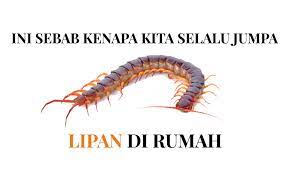 Rindu yang tersisa oleh lipan bara. Ini Sebab Kenapa Kita Selalu Jumpa Lipan Dalam Rumah Buzzkini