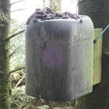 Image result for marten poop
