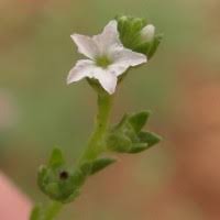 Image result for Heliotropium zeylanicum