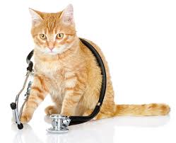 Many cats with cancer experience weight loss. Cats Detecting Cancer
