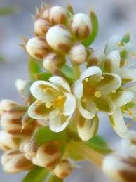 Image result for Hypertelis cerviana