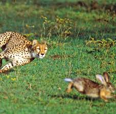 Manche automobile raubkatze kommt also auf samtpfoten daher, andere sind doch der puma ist nur dem aussehen nach ein echtes raubtier. Energiehaushalt Was Geparden Und Pumas Die Meiste Kraft Kostet Welt