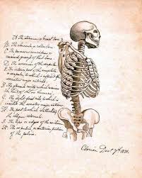 Human body, the physical substance of the human organism. Instant Download Upper Body Bone Structure Anatomy You Print Etsy