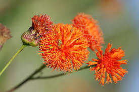 Image result for Emilia violacea