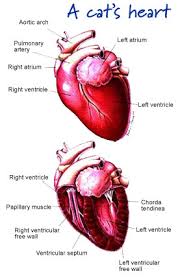 Either way there is no cure, but treatment can prolong life and keep your dog comfortable. Heart3