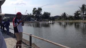 Jejak kolam ke lg kolam pancing air masin di batang kali, selangor aktiviti dilakukan dengan kerjasama kelab di sebuah organisasi bagi memenuhi kalendar. Gansaan Fish Pond Selangor Youtube