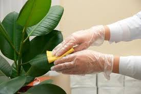Comment nettoyer les fausses plantes. Nettoyez Les Feuilles Des Plantes Vertes Gamm Vert