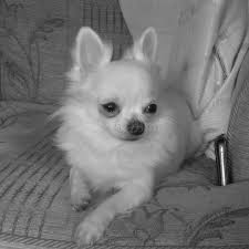 White long haired chihuahua teacup aquiles baez com hash cute chihuahua long haired. Two Teacup Chihuahua Dogs 1402 Stock Photo Image Of Napping Familiaris 155856878