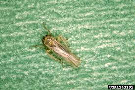 Résultat de recherche d'images pour "leaf hoppers"