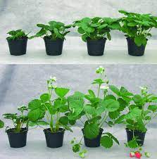 For example, if your strawberry plant's leaves are stunted, wilted, or dull in color. Effects Of Photoperiod And Temperature On Growth And Flowering Of Download Scientific Diagram