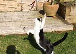 Recommended by veterinarians as an interactive exercise toy The Your Cat Shopping Guide To Toys Your Cat