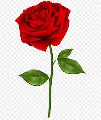 Blue Rose Clip Art Red Rose Transparent Png Clip Art Red Background Images Flower Png Images Studio Background Images