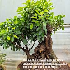 Image result for Pandiaka confusa