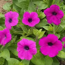 Petunia seeds will germinate within one week if they are sown in ¼ deep potting soil that is both moist and fertilized. Petunia Violacea Shanin Wild Petunia Wildflower Seeds