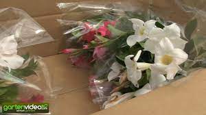 Youtube anleitung blumenstrauss in folie einwickeln und dekorieren. Die Verpackung Von Empfindlichen Topfpflanzen Bei Lubera Youtube
