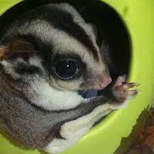 I was warded due to food poisoning. Sugar Glider Home Breed Cage Malaysia Home Facebook