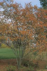 Image result for Amelanchier laevis