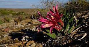 Image result for Babiana bainesii