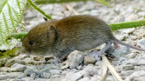 Schadlinge Im Garten Tipps Fur Eine Naturliche Bekampfung