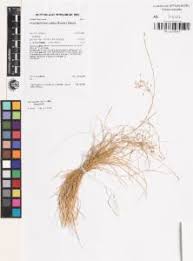 Image result for Fimbristylis bisumbellata