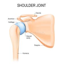Check spelling or type a new query. Shoulder Glenohumeral Joint Human Anatomy Stock Vector Illustration Of Medical Bone 108739801
