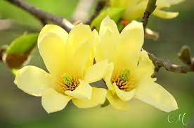 Pin On Flowers