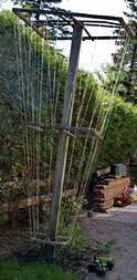 In this video, we've shown you how to make a big trellis to plant morning glory plant.#morningglory #trellis #diy #diy #plantlover #garden #terracegardening. The Glory Of Morning Glories