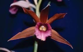 Image result for Phaius occidentalis