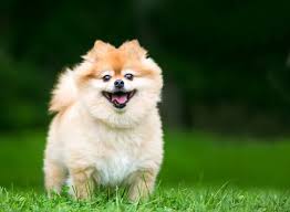 8 Best Pomeranian Dog Foods For Adult And Puppy Pomeranians