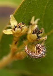 Image result for Dichapetalum rhodesicum