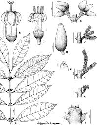 Image result for Craterispermum schweinfurthii