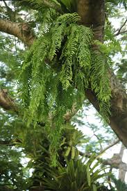 Image result for Elaphoglossum lancifolium