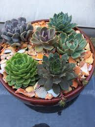 We did not find results for: Succulent Dish Garden Succulents Succulentarrangement Dishgarden Dish Garden Succulent Arrangements Succulents Garden