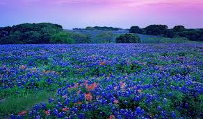 Visualisation techniques beautiful world beautiful places indian paintbrush texas bluebonnets loving texas felder blue bonnets belle photo. Bluebonnets Texas Five State Flowers