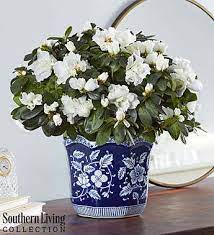 Canada's #1 indoor & house plants delivery service! Send Plants To Canada Plant Delivery To Canada 1800flowers Com