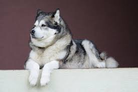 Review how much alaskan malamute puppies for sale sell for below. Giant Alaskan Malamute Dog Breed Info Pictures Facts Doggie Designer