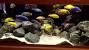 Cichlid Tank Cichlid Aquarium Designs