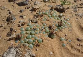 Species Spotlight Fenestraria Baby Toes The Succulent Eclectic
